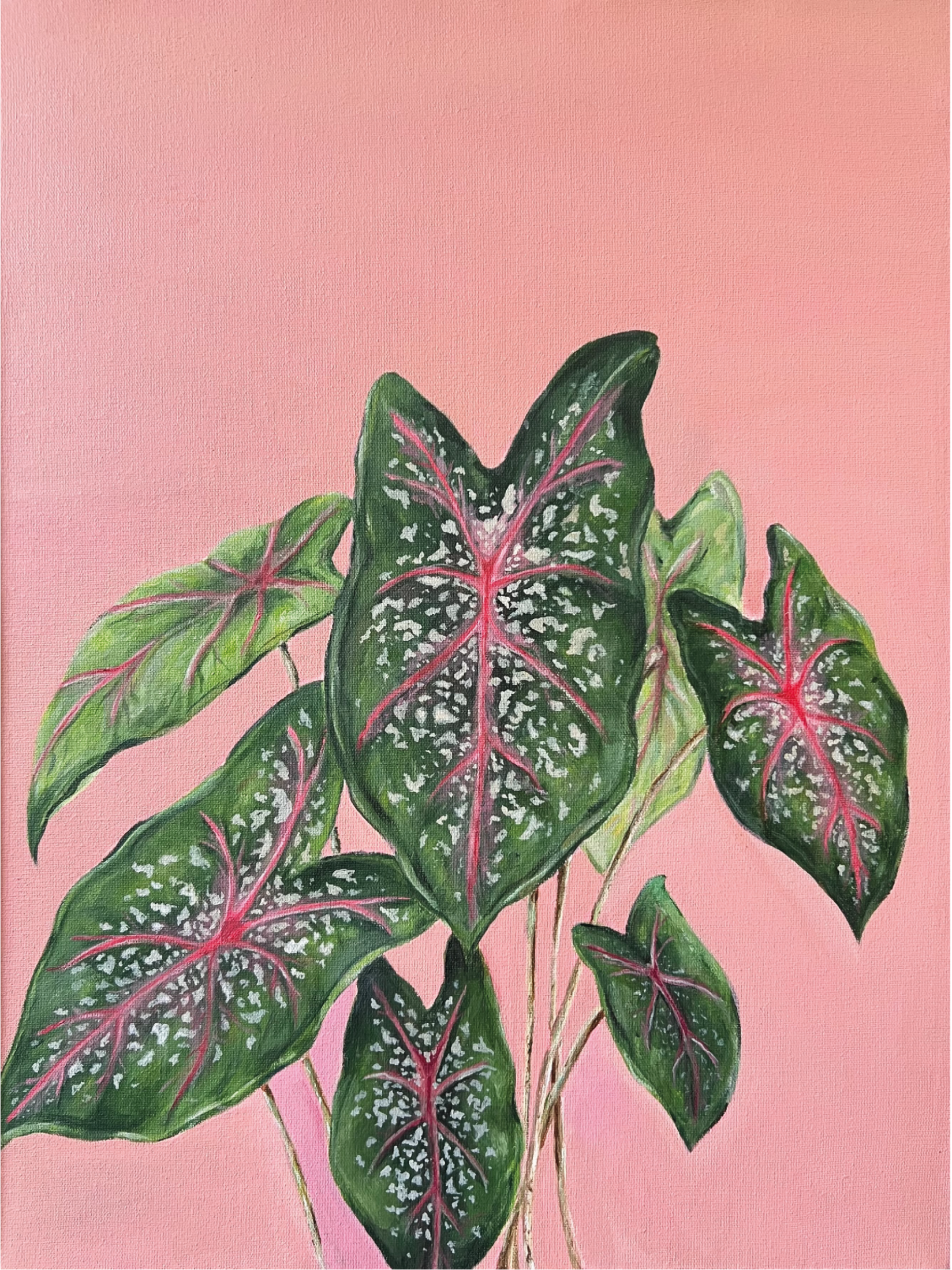 Caladium 2019